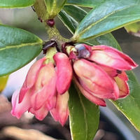 Vaccinium sikkimense